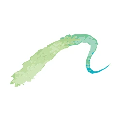 Ashton Plastic Surgery