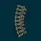 Atlas Chiropractic spine model for chiropractic care and spinal health.